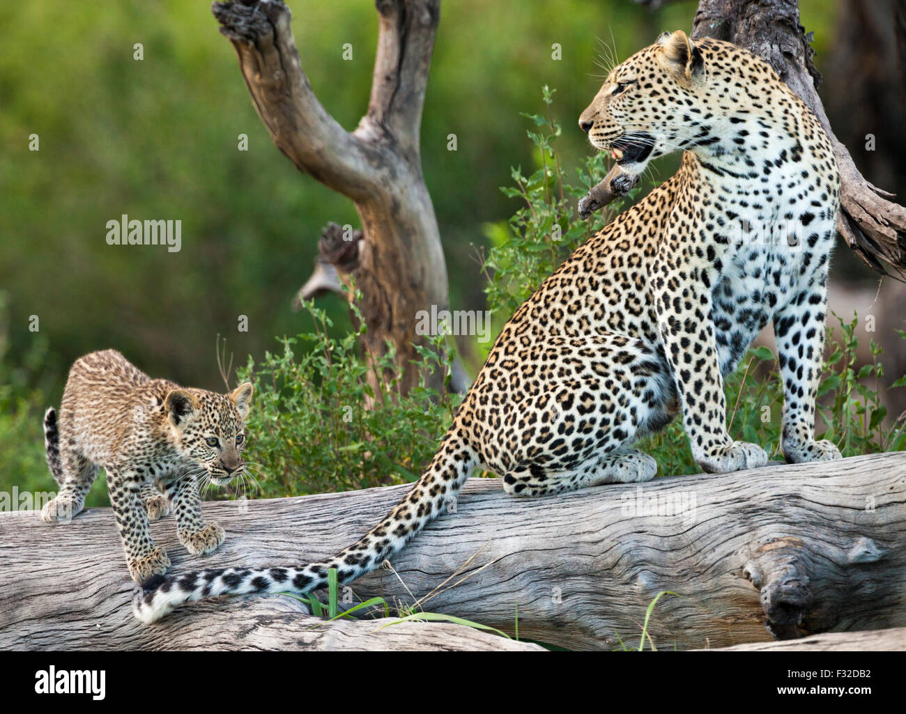 Mutter und Baby Leopard thront auf verwitterten Log in Serengeti Nationalpark, Tansania Stockfoto