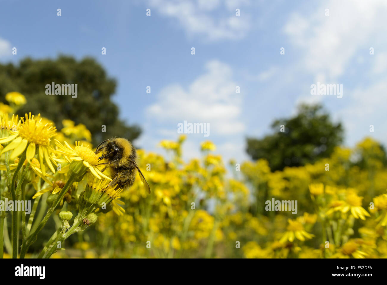 Frühe Hummel (Bombus Pratorum) Erwachsenen, Fütterung auf gemeinsame Kreuzkraut (Jacobaea Vulgaris) Blumen, Cannock Chase, Staffordshire, England, August Stockfoto