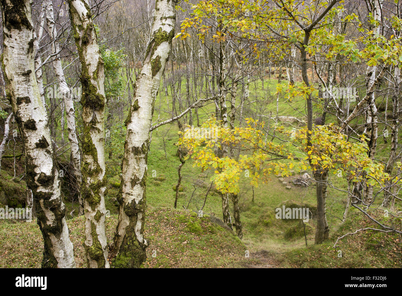 Birke (Betula Pendel) und Traubeneiche (Quercus Petraea) Wald, wächst in stillgelegten Stein Steinbruch, Bole Hill Steinbruch, Peak District in Derbyshire, England, Oktober Stockfoto