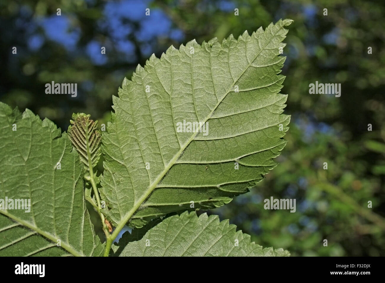 Englische Ulme (Ulmus Procera) Nahaufnahme der Unterseite, in Hecken, Mendlesham, Suffolk, England, Juni wächst Stockfoto