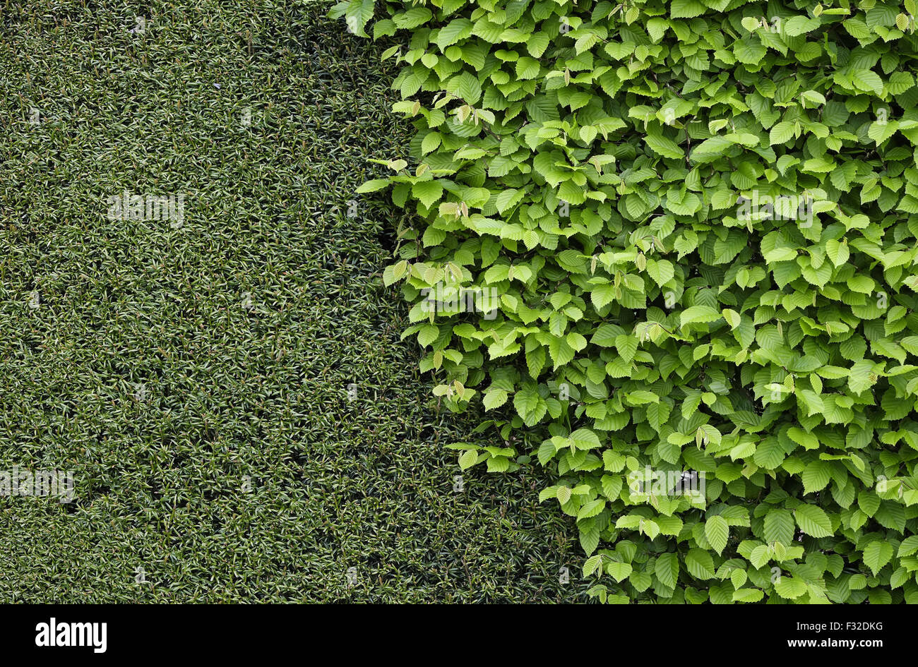 Eiben (Taxus Baccata) und europäischen Hainbuche (Carpinus Betulus
