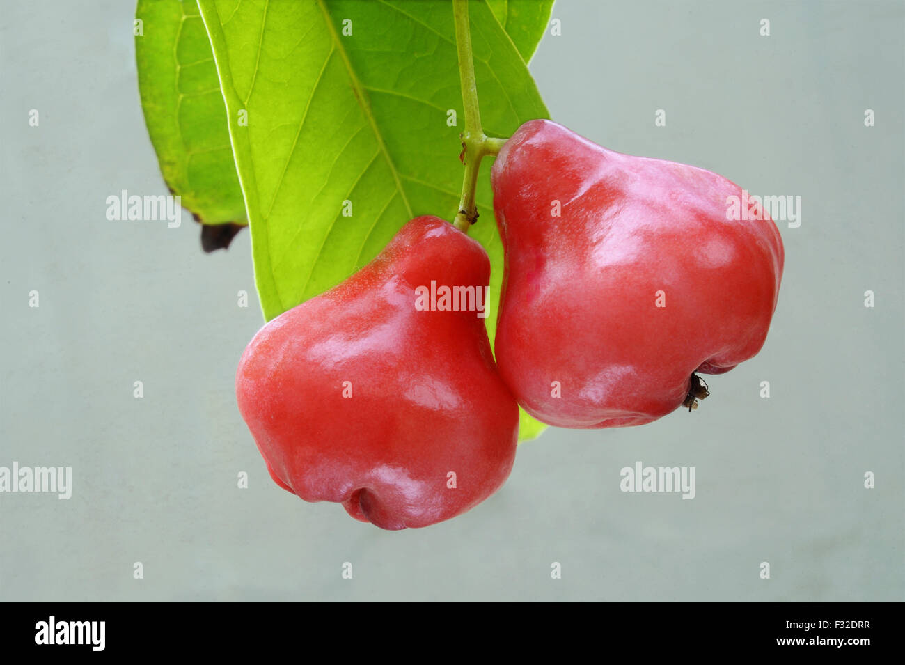 Wachs Apfel (Syzygium Samarangense) Nahaufnahme von Obst, Trivandrum, Thiruvananthapuram District, Kerala, Indien, März Stockfoto