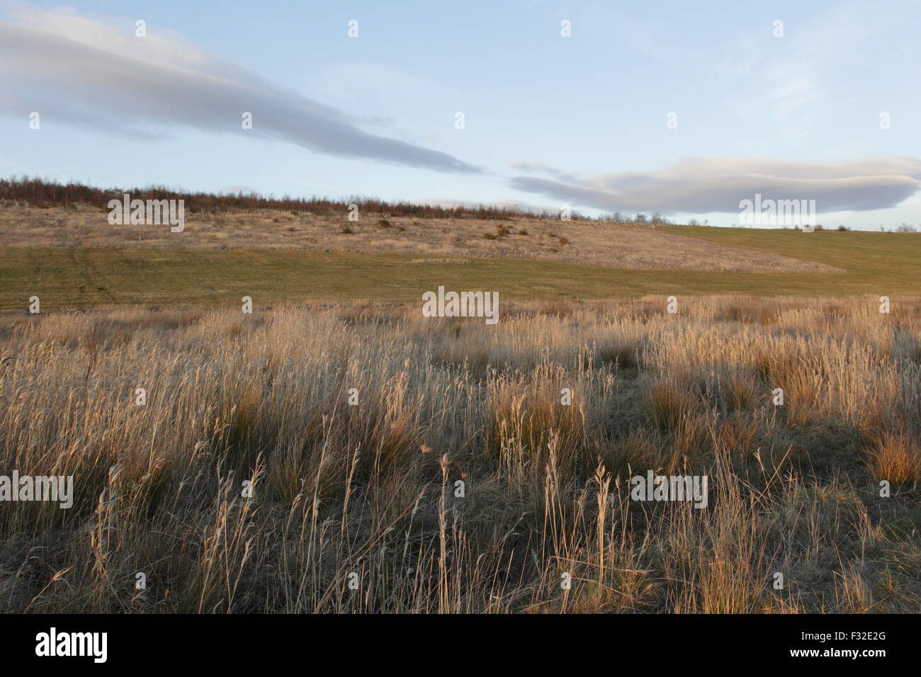 Buschland und Hang am Standort des ehemaligen Tagebau Kohlenbergwerk, St. Aidans RSPB Reserve, West Yorkshire, England, März Stockfoto