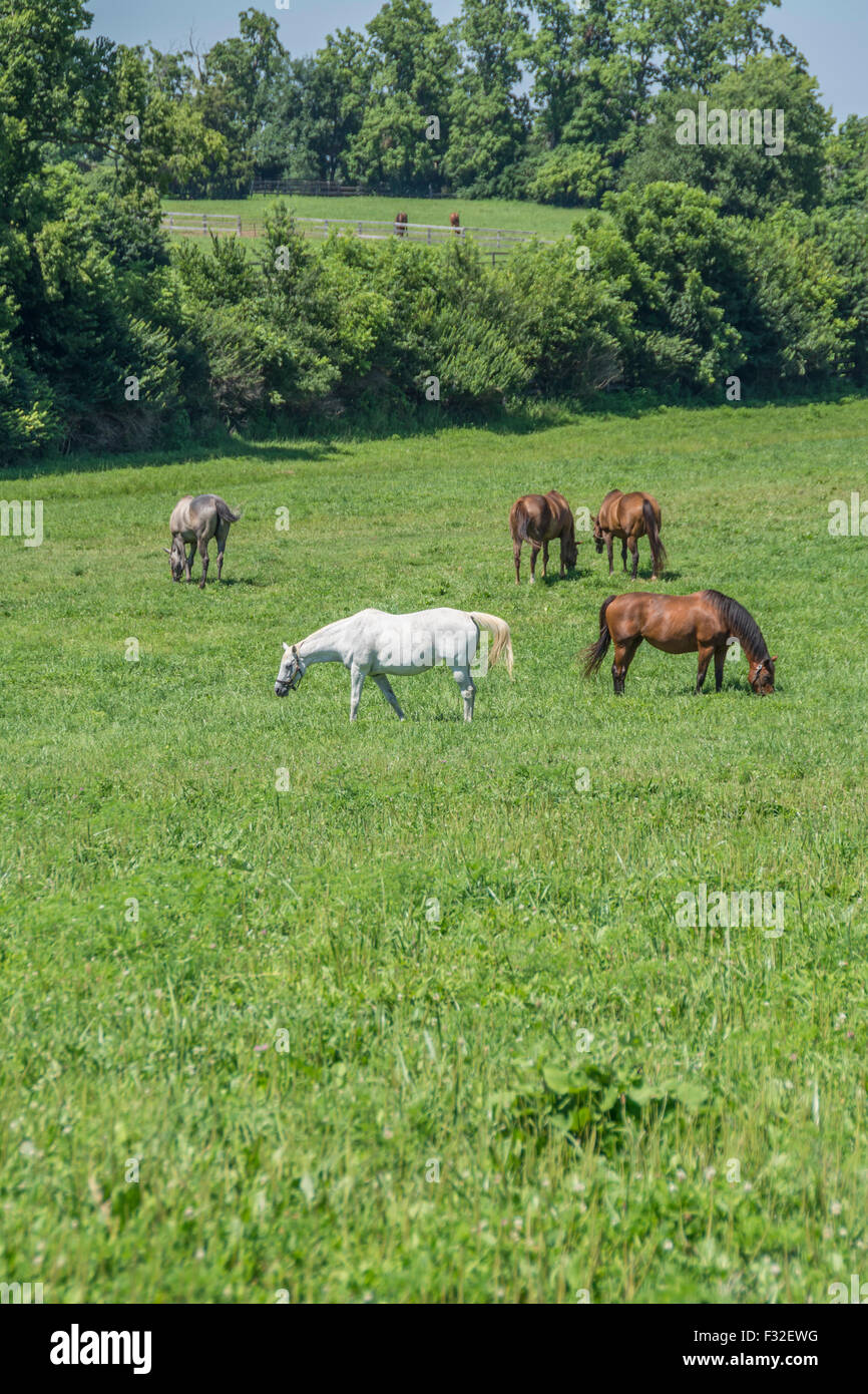 Pferde grasen auf ein Feld in der Bluegrass-Region von Kentucky USA Stockfoto