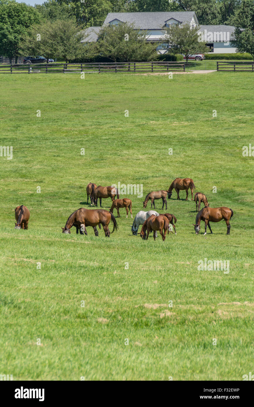 Pferde grasen auf ein Feld in der Bluegrass-Region von Kentucky USA Stockfoto