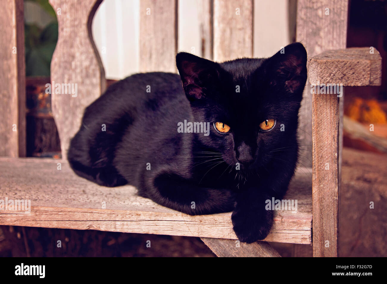 Schwarze spooky Katze auf Bank Stockfoto