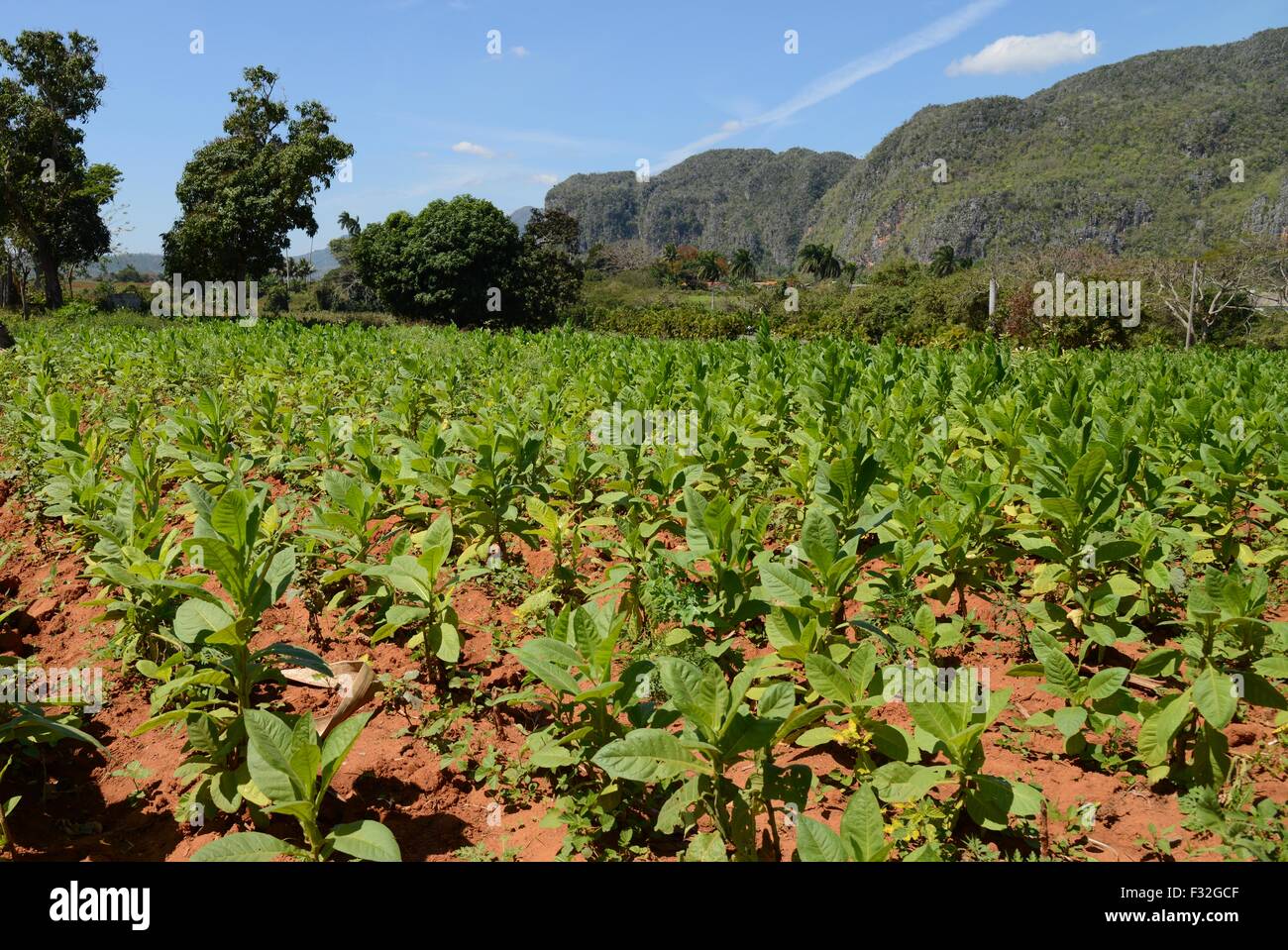 Tabakpflanzen wachsen in einem Feld in Vinales, Kuba Nord-West. Stockfoto