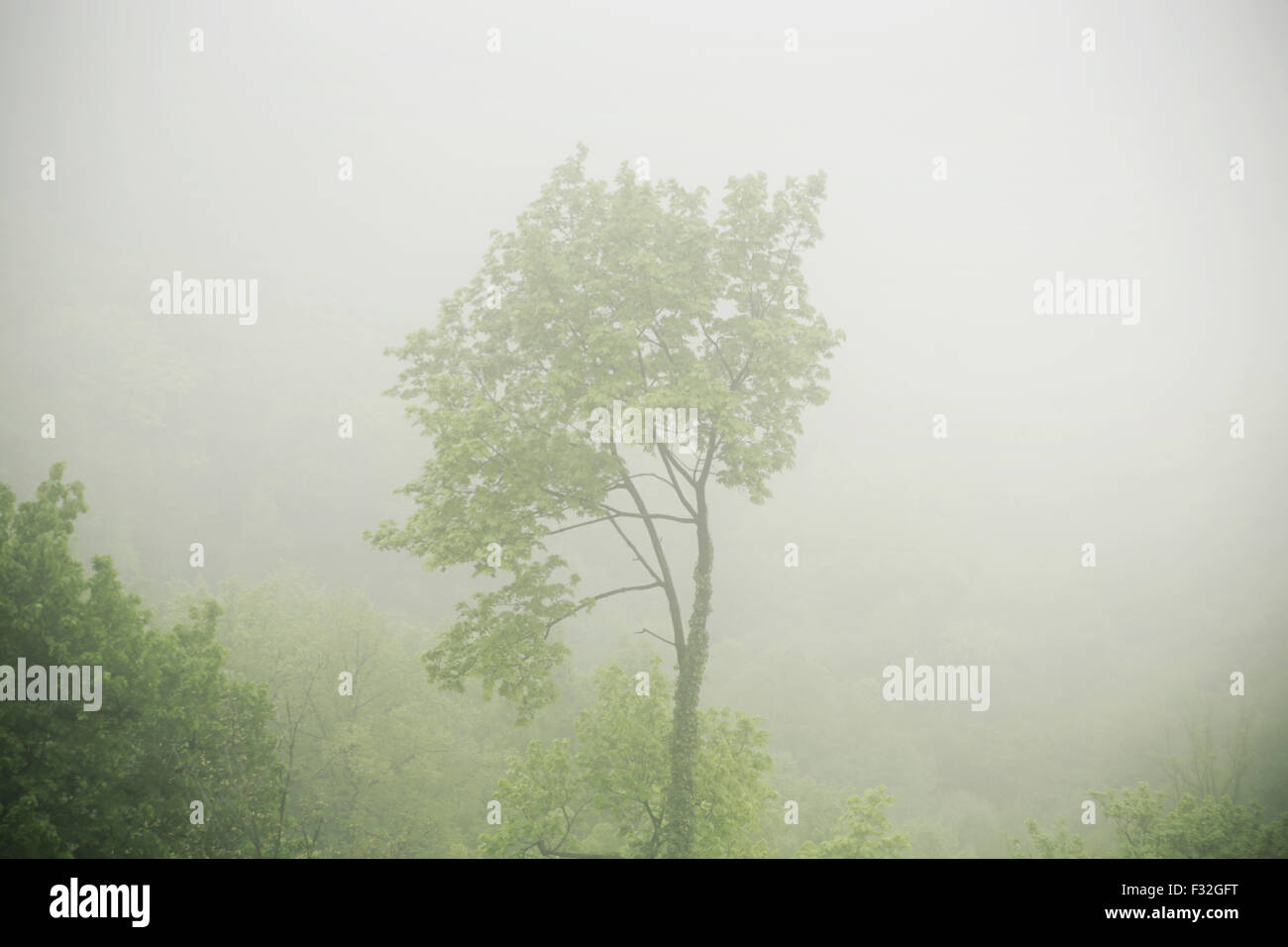 Bild den Baum in der dichten Fogg zu präsentieren Stockfoto