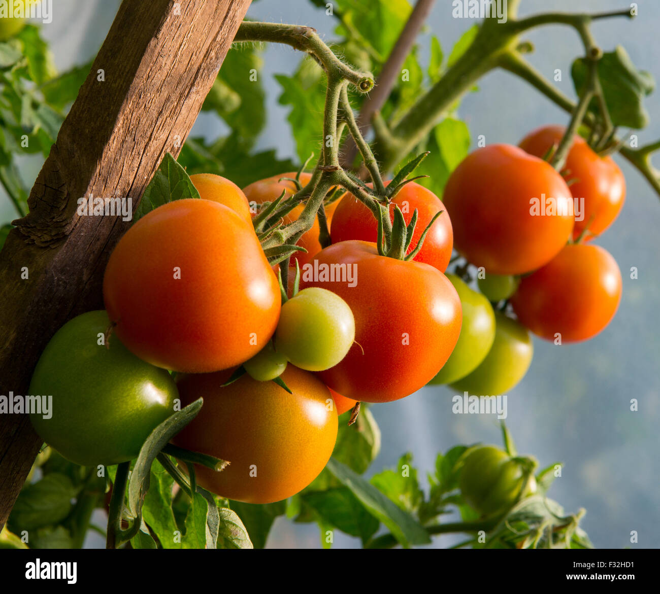 Tomaten wachsen in einem Folientunnel Stockfoto