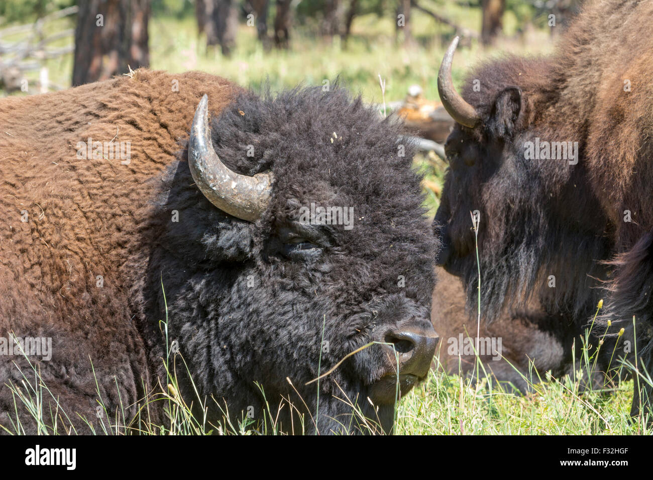 Ein Bison, Büffel, in einem Feld. Stockfoto
