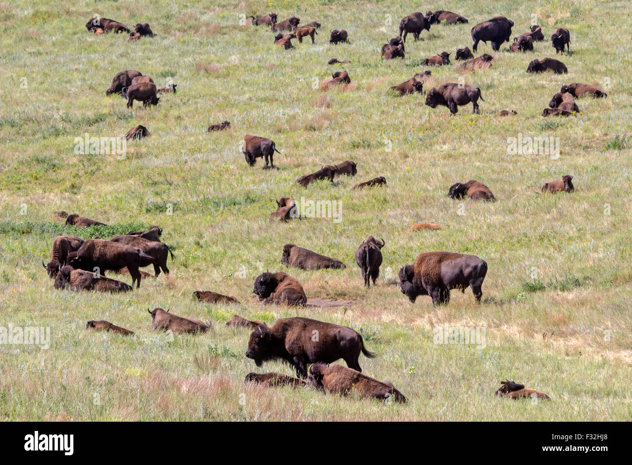 Ein Bison, Büffel, in einem Feld. Stockfoto