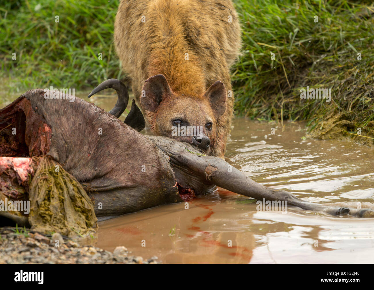 Tansania, Mara, Serengeti Nationalpark, entdeckt zerbeissen (Crocuta Crocuta) Fütterung auf nur getötet Gnus Stockfoto