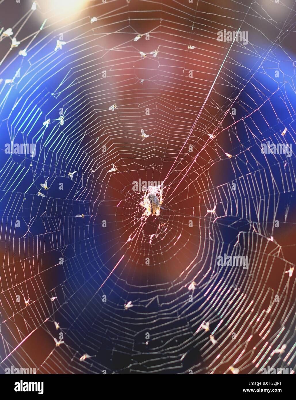 Frau hinter einem Spinnen Web mit Spinne und Fliegen. Stockfoto