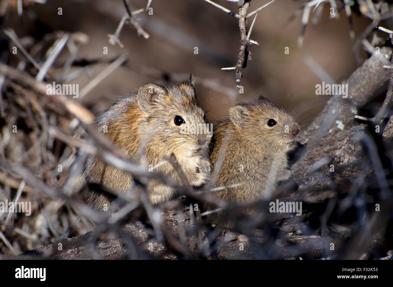 Maus-Mutter und ihr Baby unter den Dornen Stockfoto