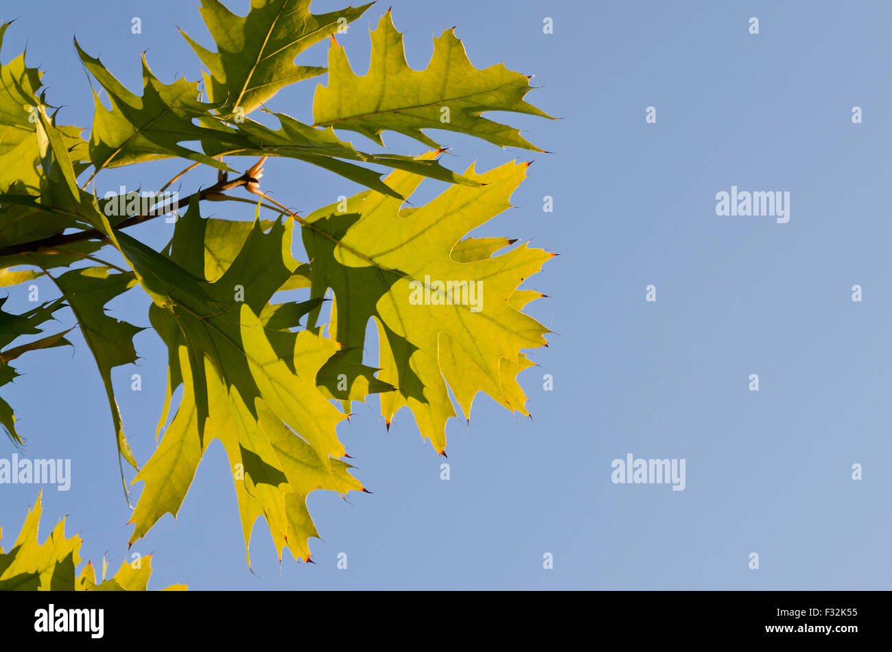 Der Herbst kommt bald in leuchtenden Farben Stockfoto