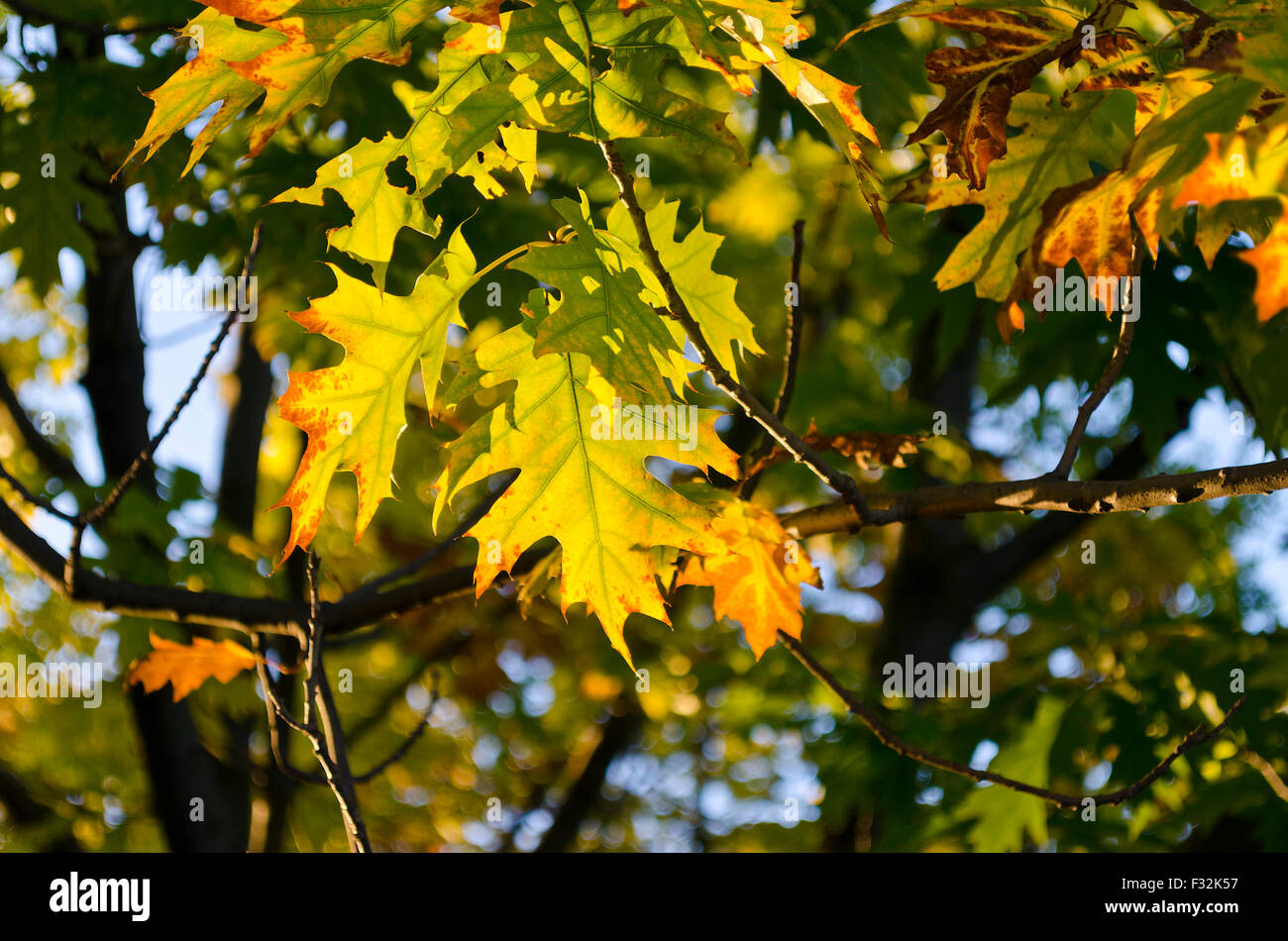 Der Herbst kommt bald in leuchtenden Farben Stockfoto