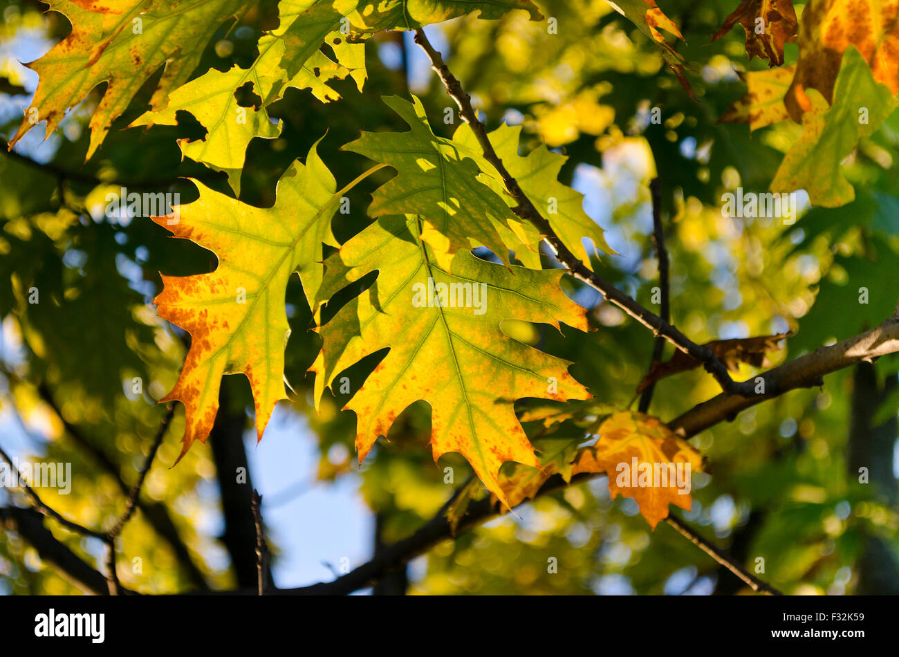 Der Herbst kommt bald in leuchtenden Farben Stockfoto