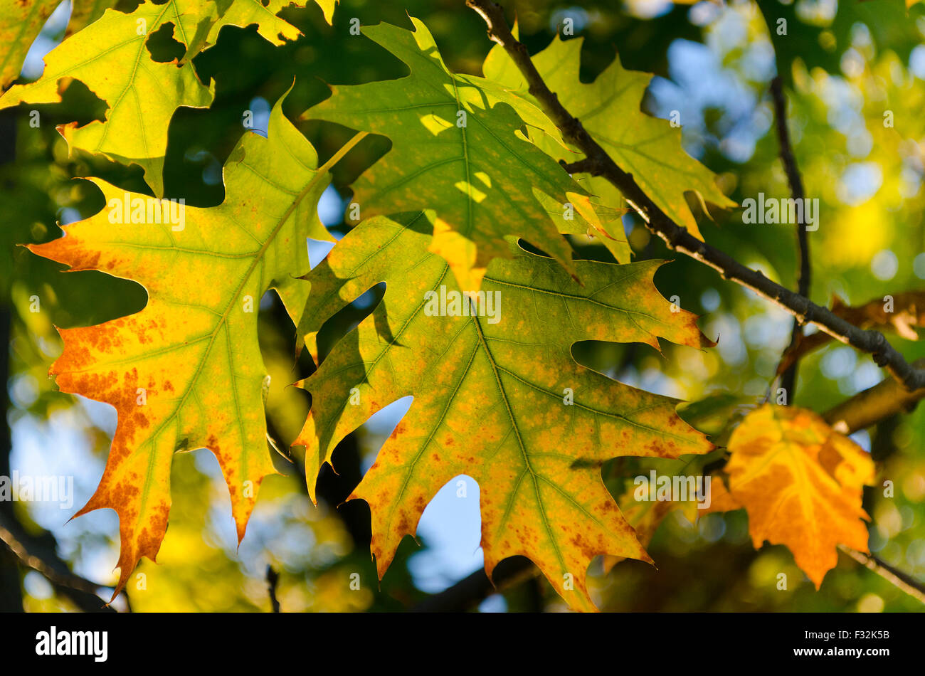 Der Herbst kommt bald in leuchtenden Farben Stockfoto