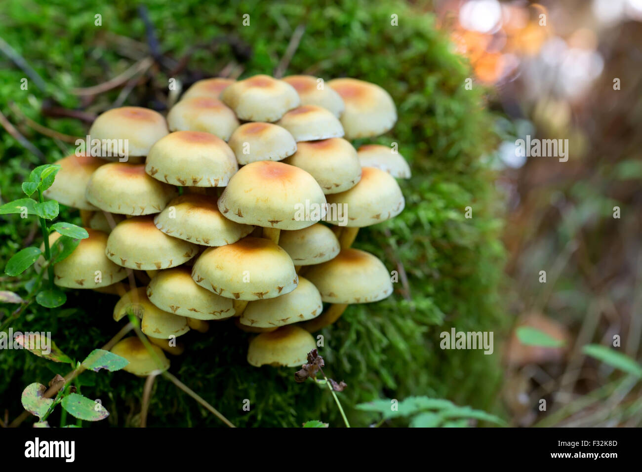 Pilze im Wald Stockfoto