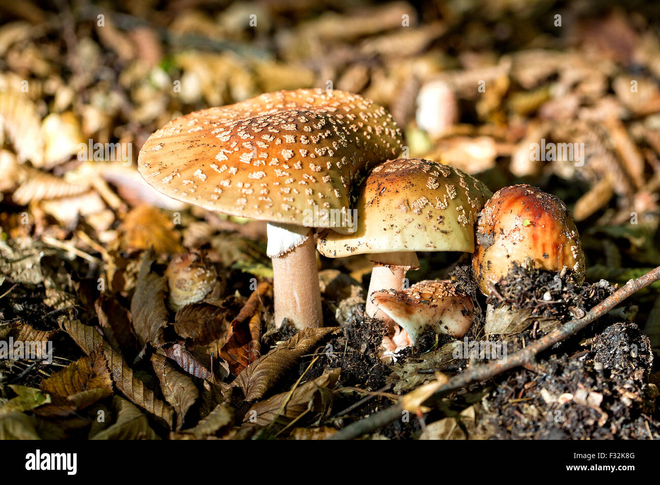 Amanita Muscaria im Wald Stockfoto