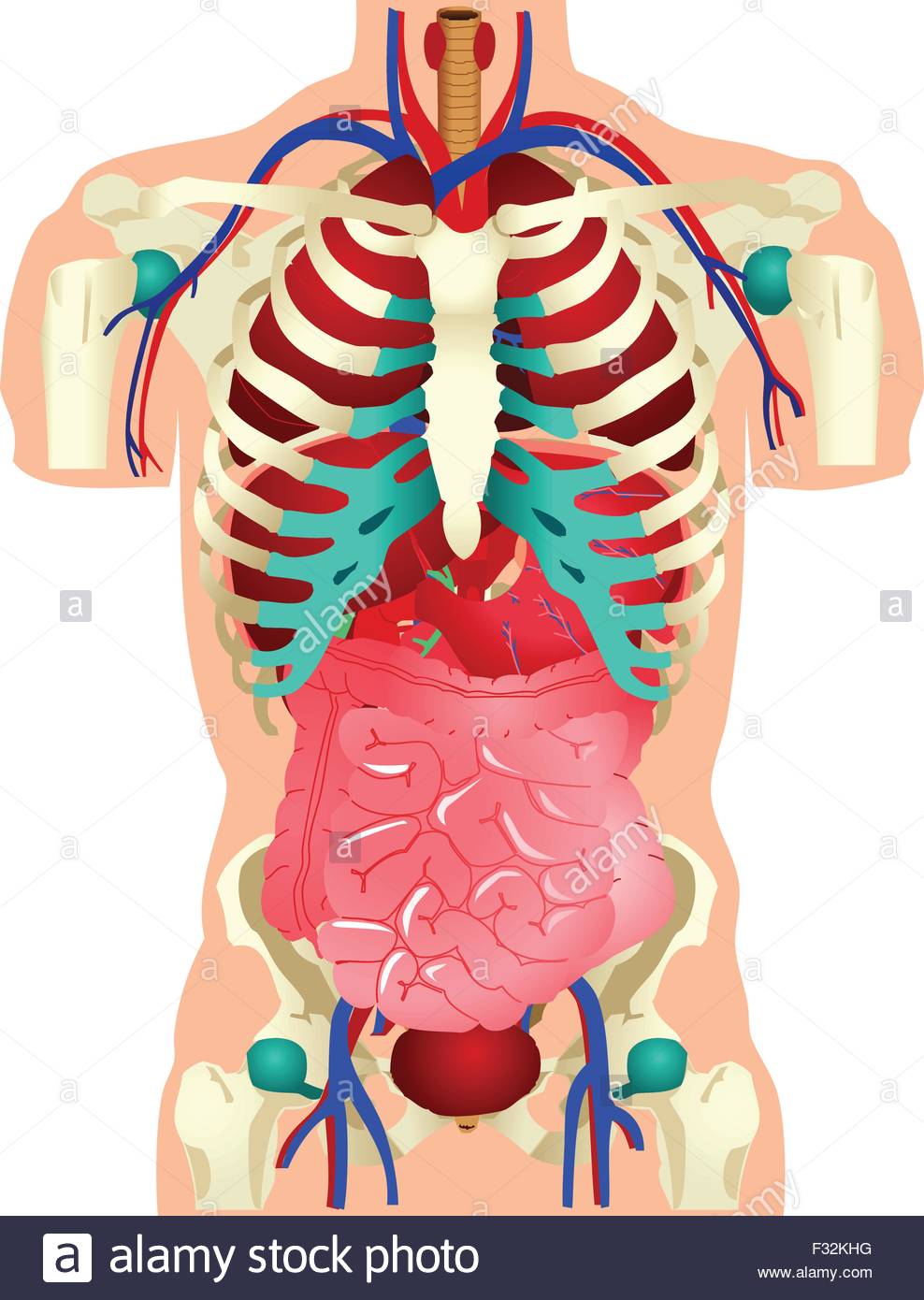 Menschliche Innere Organe Stockfotos Und -bilder Kaufen - Alamy