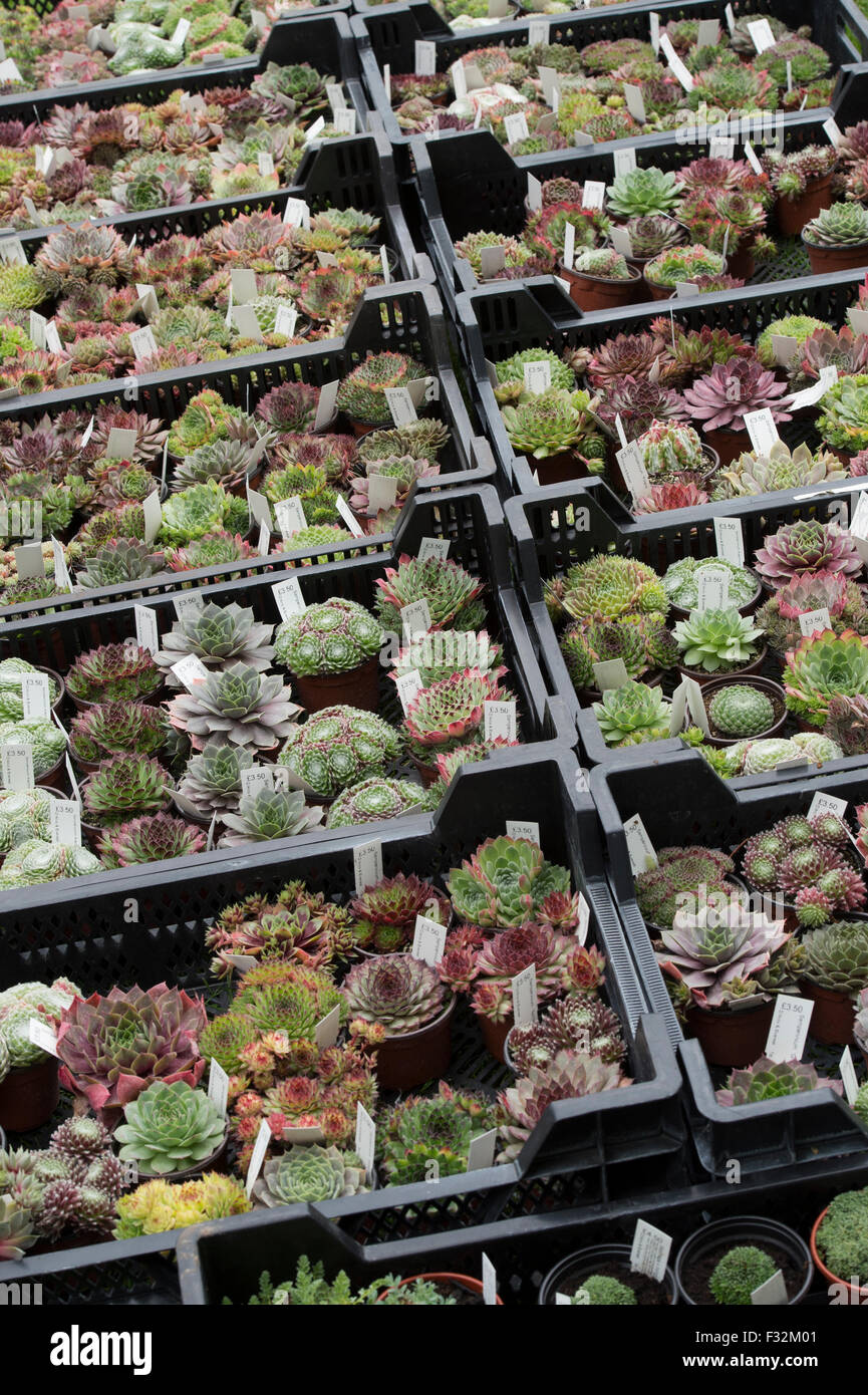 Sempervivum. Hauswurz Pflanzen in Schalen zum Verkauf an eine Blumenschau Stockfoto