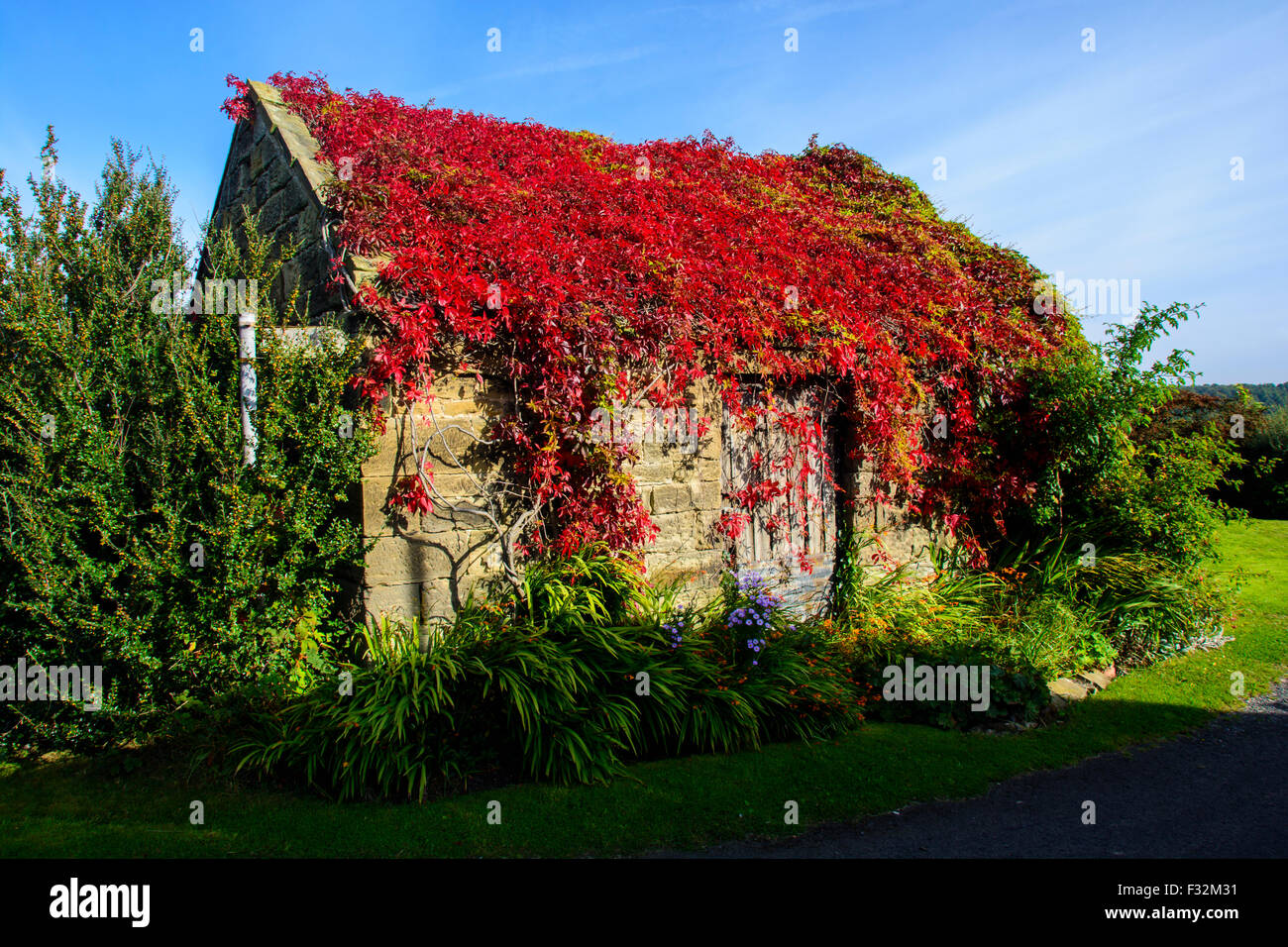 Schuppen Sie mit roten Efeu auf Dach Stockfoto