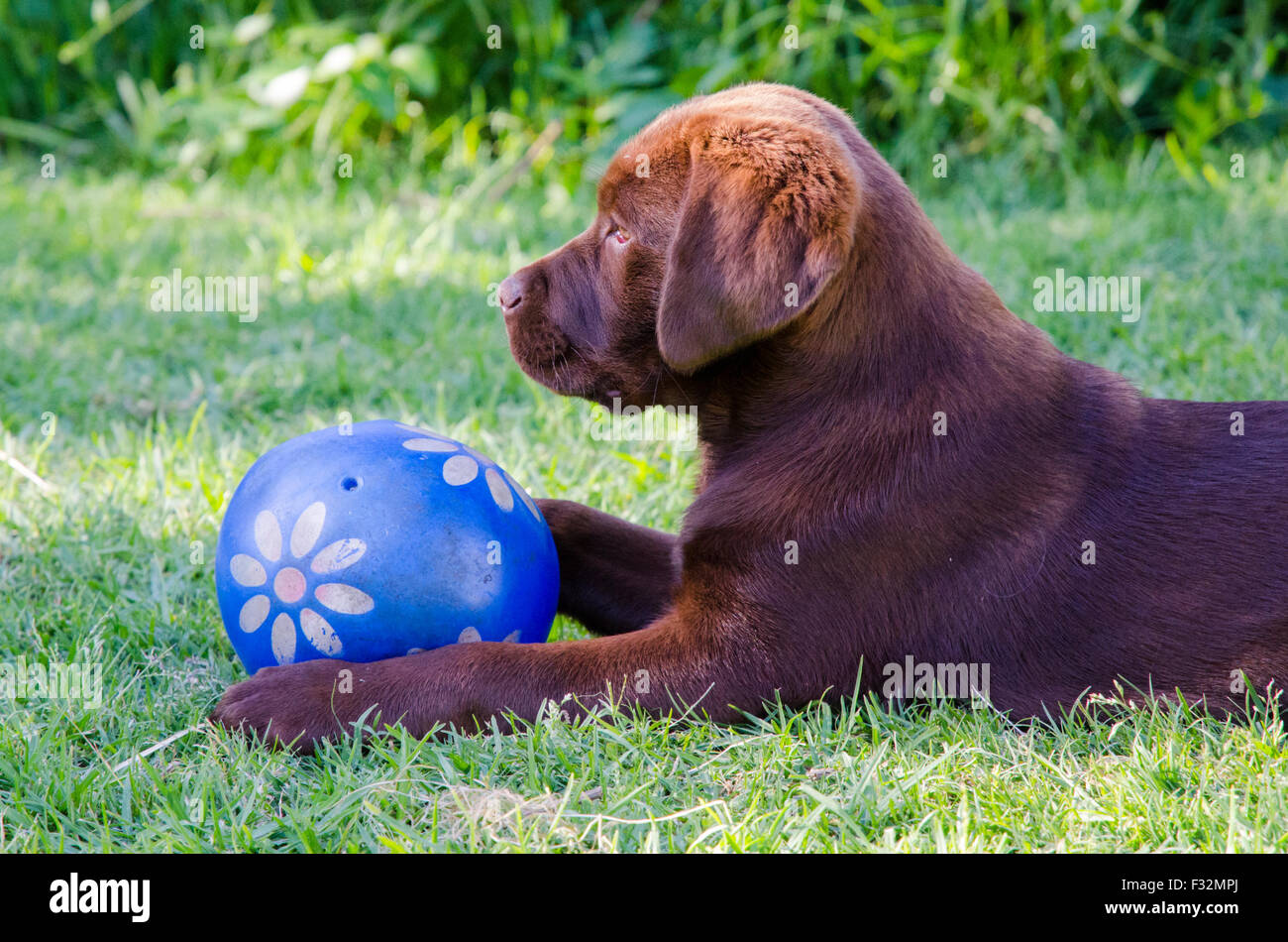Chocolate Labrador Retriever Welpe spielt mit einem ball Stockfoto