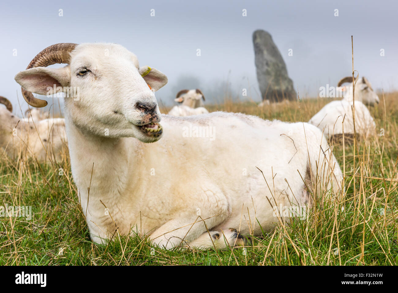 Avebury Schafe Stockfoto