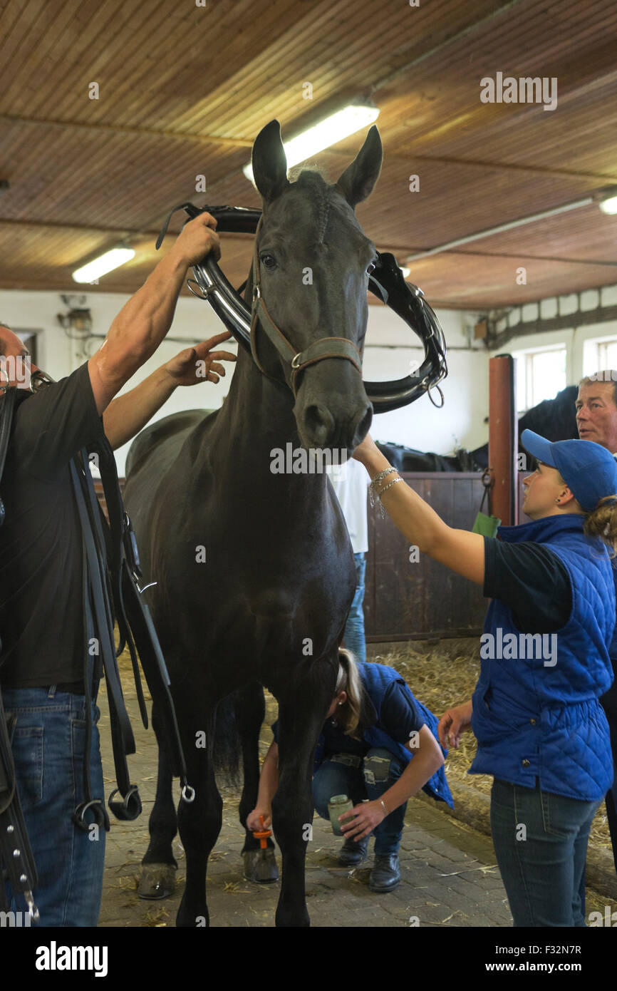 Pferd seltene Kladruber Tradition tierische Festival aus Stockfoto