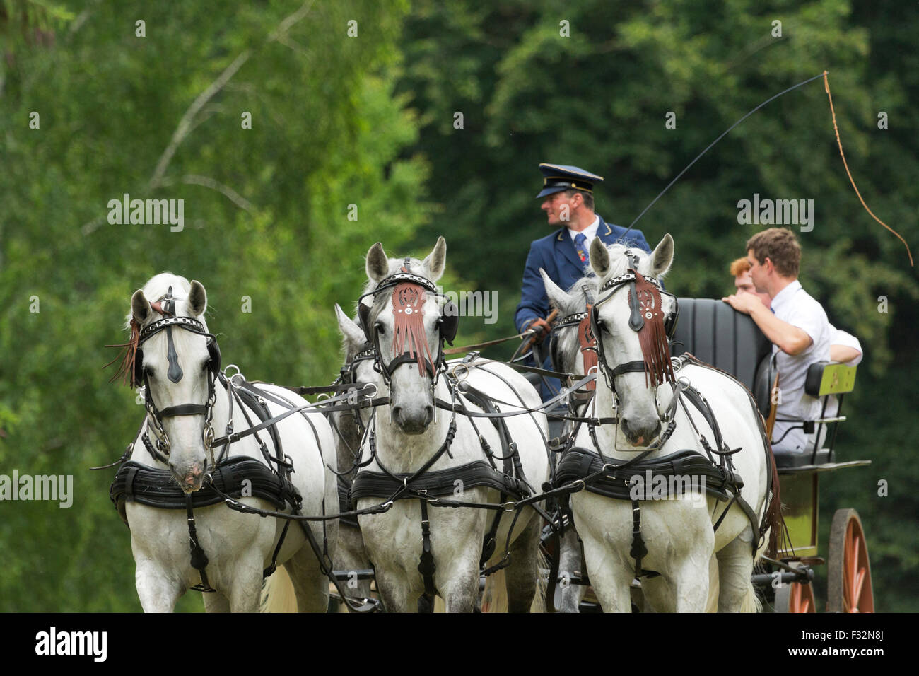 Pferd seltene Kladruber Tradition tierische Festival aus Stockfoto