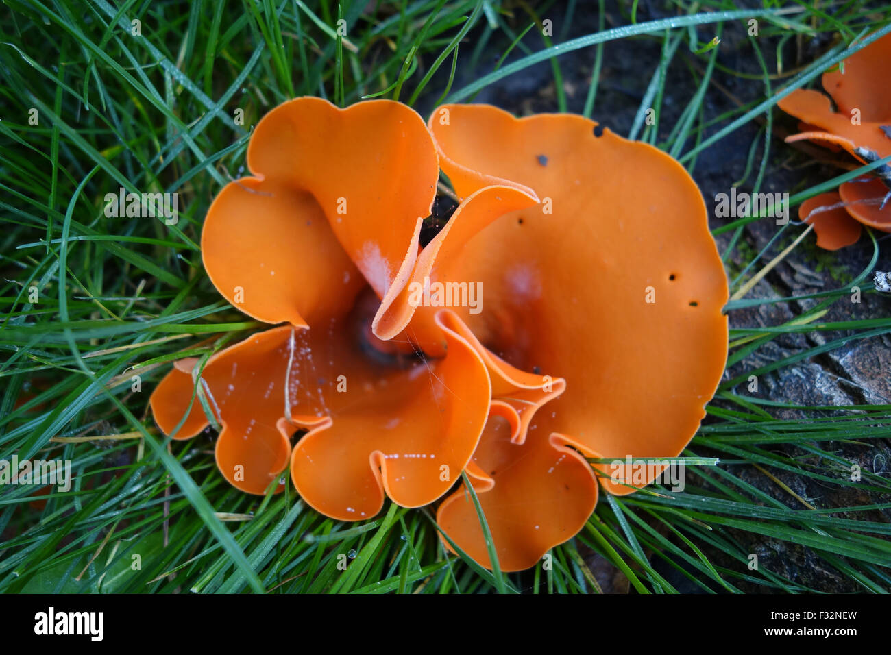 Orange Peel Pilz Pilze Aleuria Aurantia in Großbritannien Stockfoto