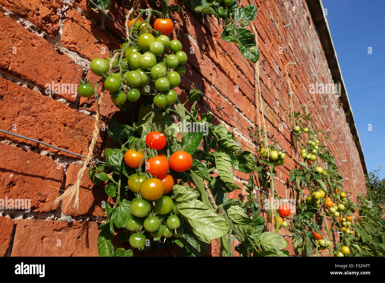 Rebe Tomaten Tomate Pflanze Pflanzen gegen Wand Uk Stockfoto