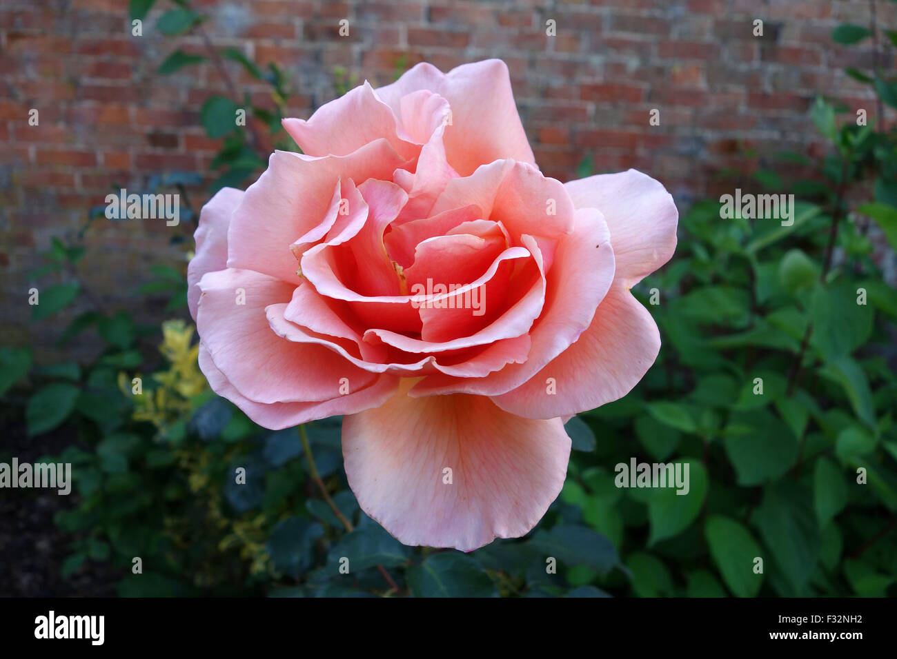 Rosa "Just Joey" Hybrid Tea Rose rosa Stockfoto
