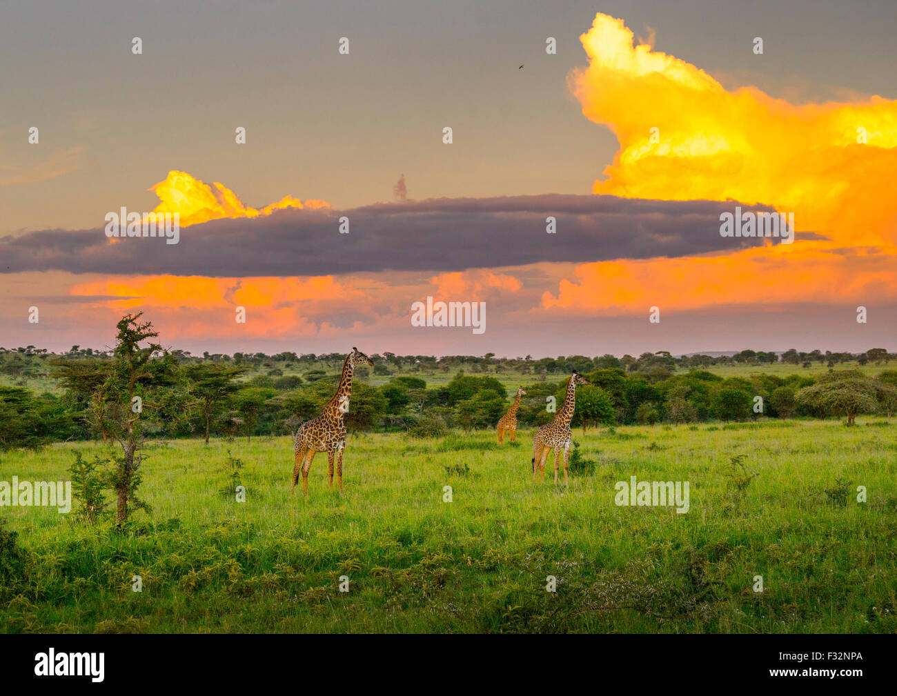 Tansania, Mara, Serengeti Nationalpark, Giraffe (Giraffa Giraffe) Stockfoto