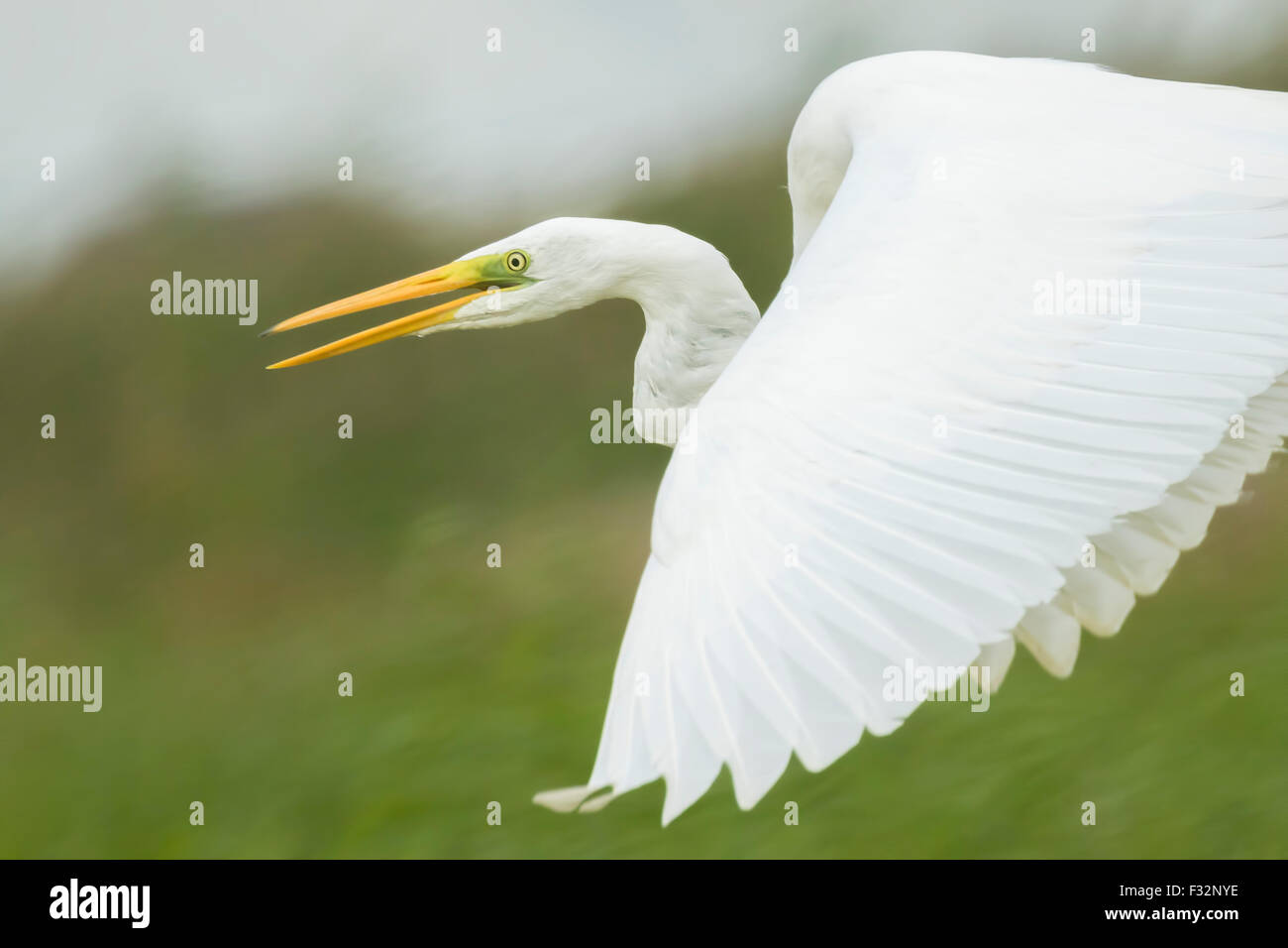 Die weißen Silberreiher (Ardea Alba) elegante während des Fluges Nahaufnahme kurz nach dem Start. Stockfoto