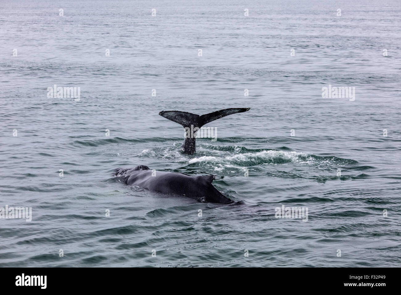 Akureyri Island Whale-watching Stockfoto