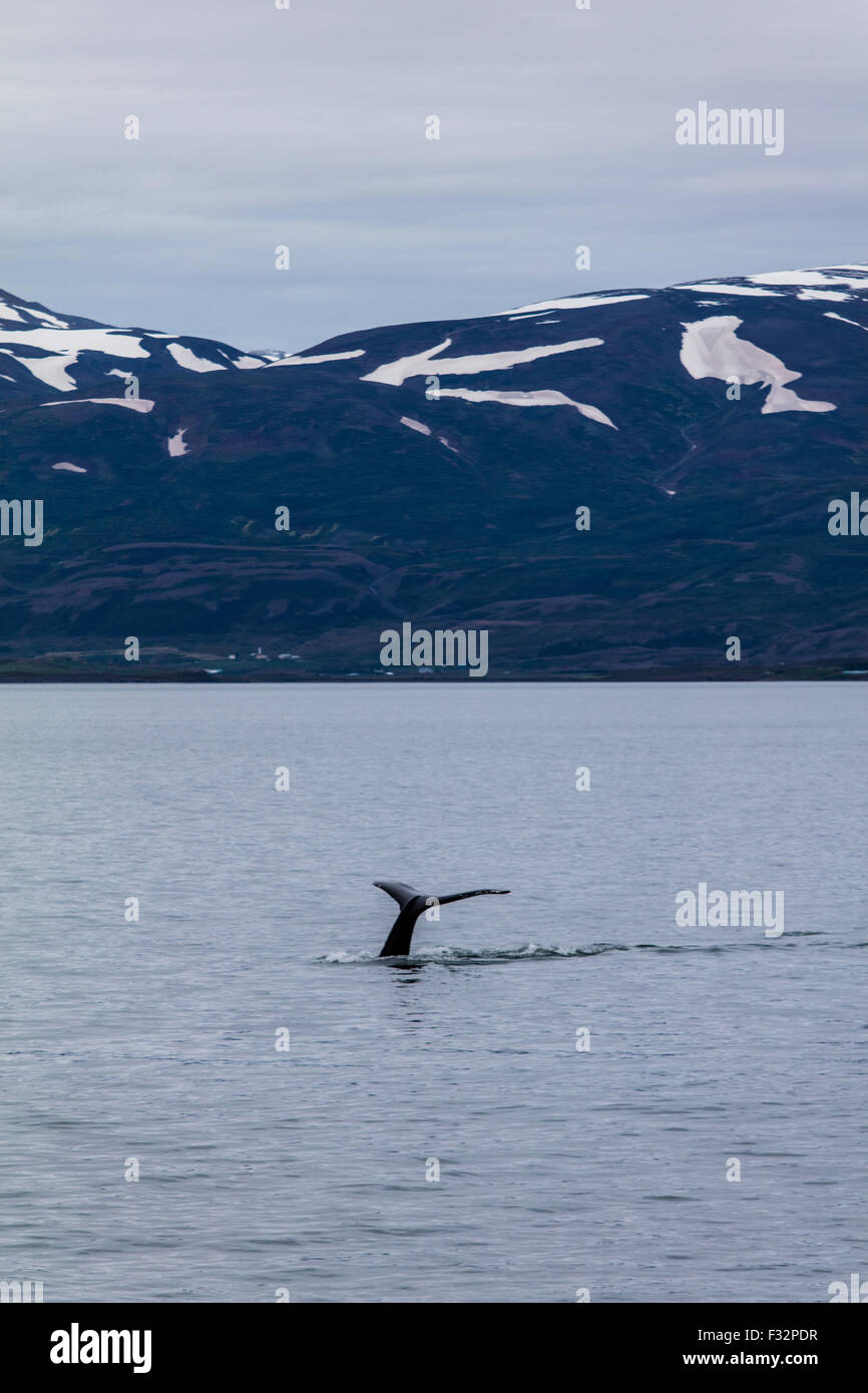 Akureyri Island Whale-watching Stockfoto