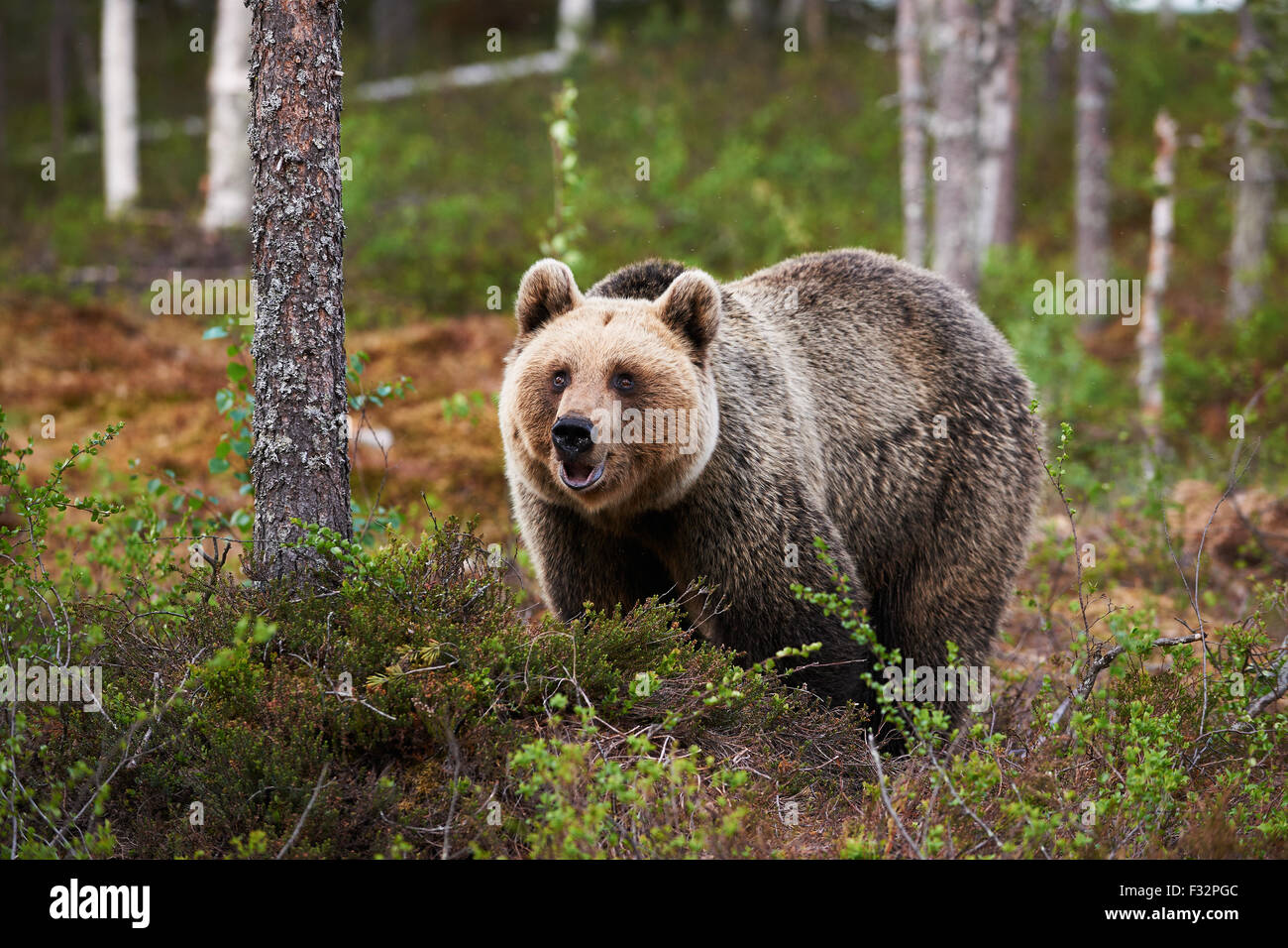 Schöne weibliche Braunbären beobachten neugierig in einem finnischen Wald Stockfoto