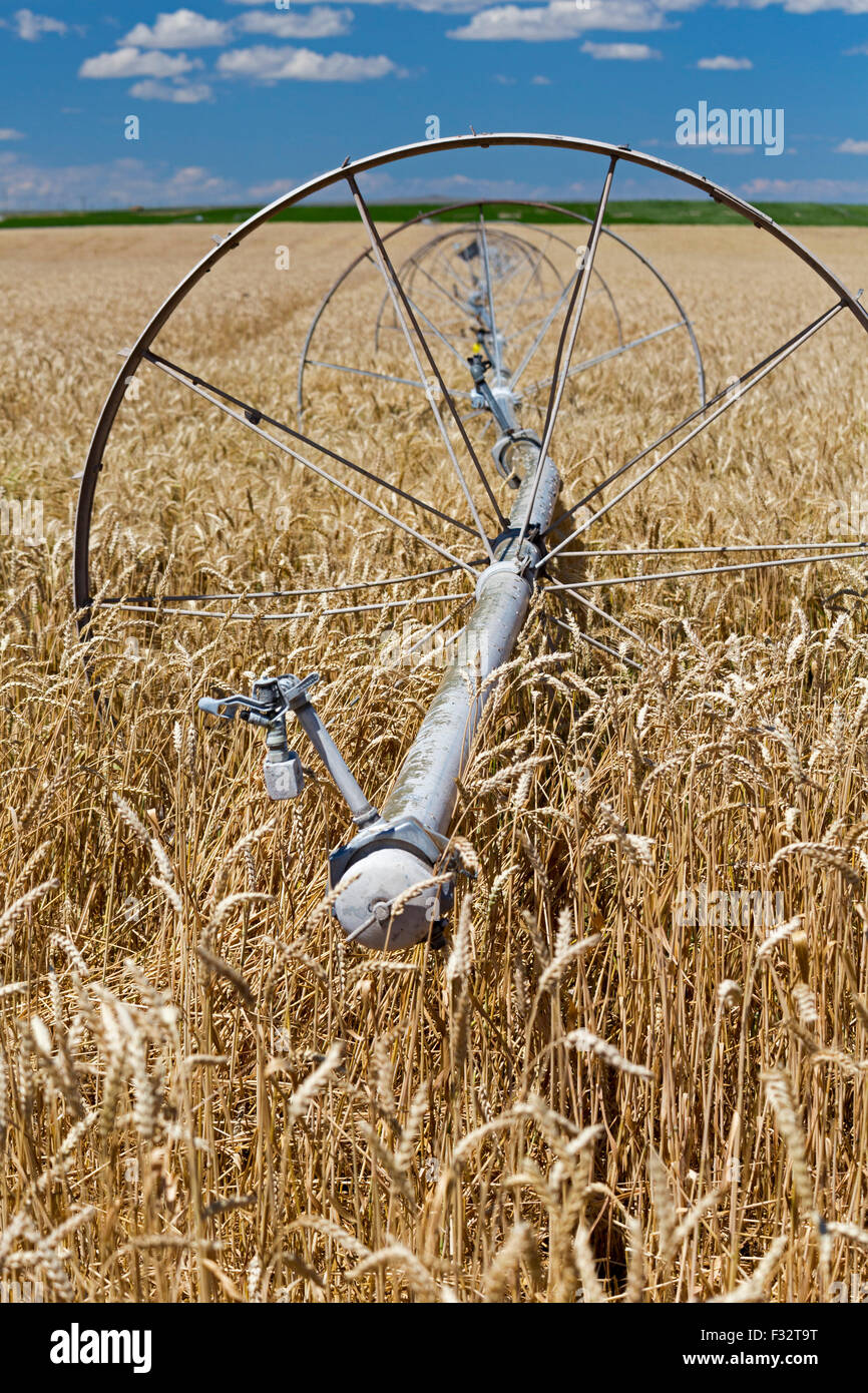 Moreland, Idaho - Beregnungs-und Bewässerungstechnik in ein Weizenfeld von Idaho. Stockfoto