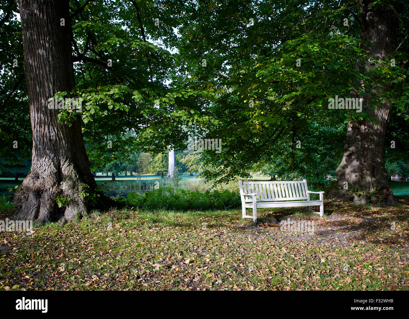 Bank zwischen zwei Bäumen im Sonnenlicht während Herbstmorgen im Clingendael Estate, den Haag, Niederlande. Stockfoto