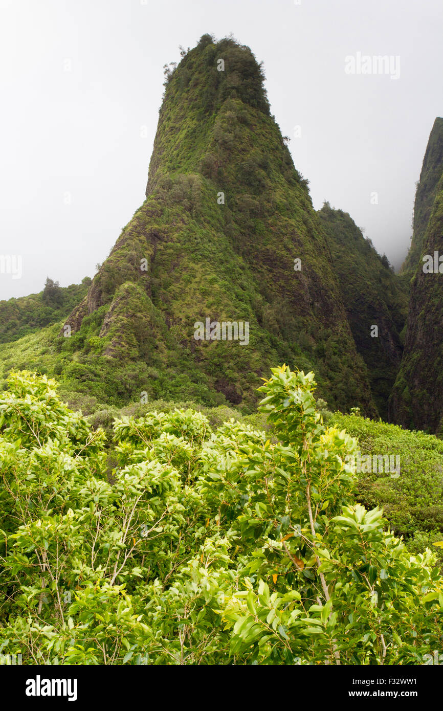 Die Iao Needle, Iao Valley National Natursehenswürdigkeit in West Maui, Hawaii, an einem nebligen Tag im August Stockfoto