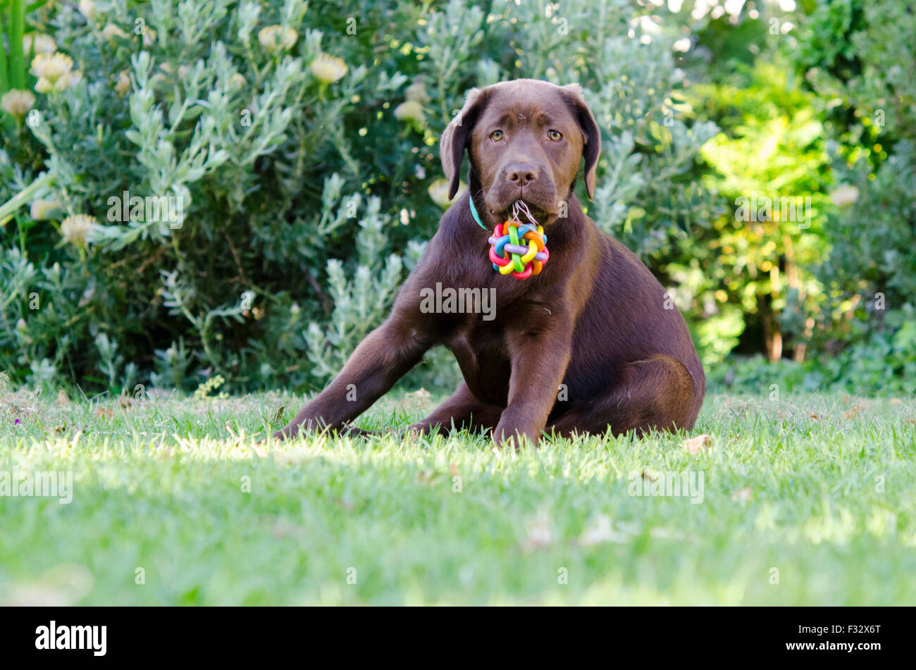 Chocolate Labrador Retriever Welpe mit einem bunten Ball spielen Stockfoto