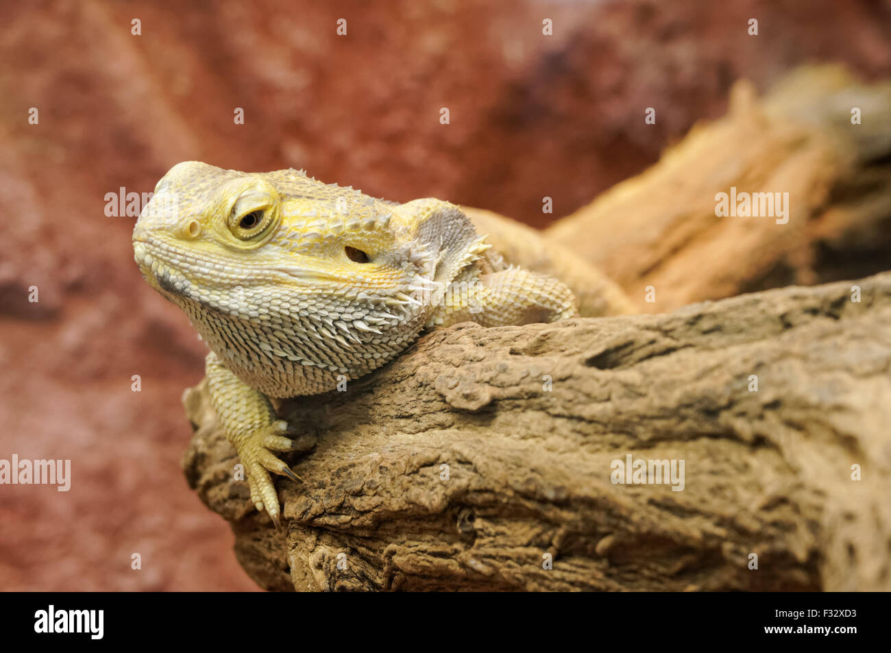 Bärtiger Drache (Pogona vitticeps) schließt sich aus Stockfoto