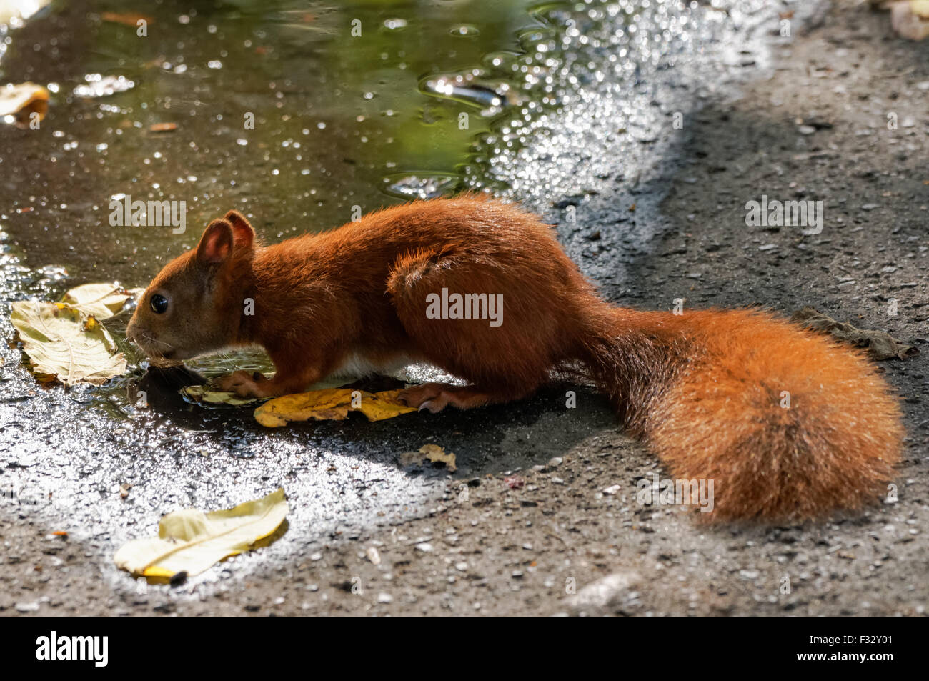 Eurasische Eichhörnchen (Sciurus Vulgaris) Stockfoto