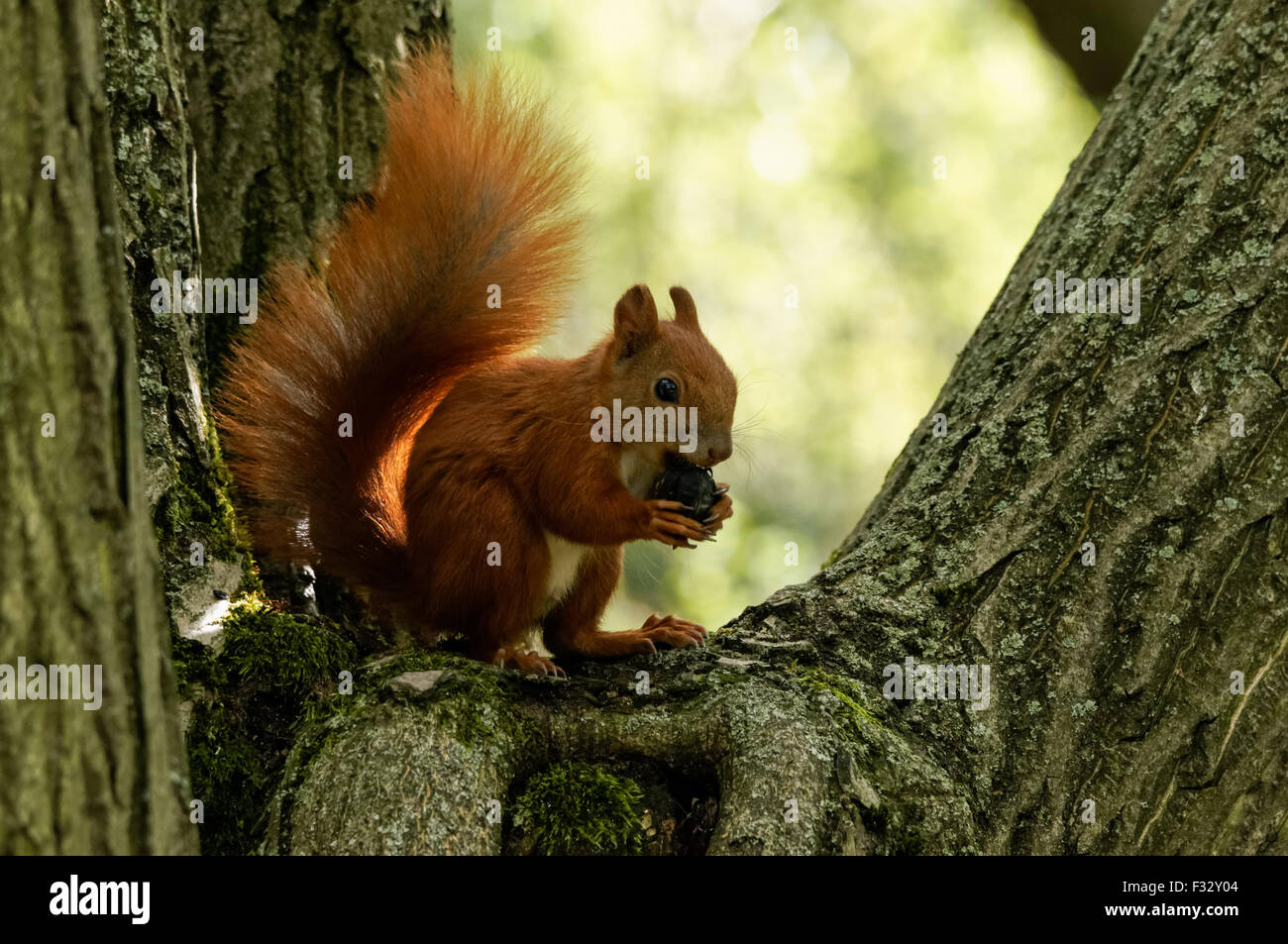 Eurasische Eichhörnchen (Sciurus Vulgaris) Stockfoto