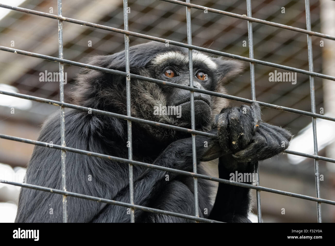 Gibbon ungko Hylobates agilis im Zoo, Plock Polen Stockfoto