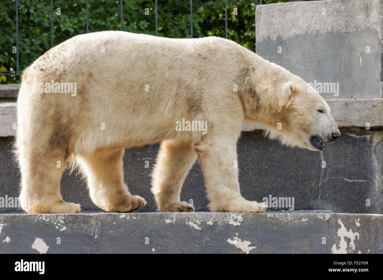 Der Eisbär (Ursus Maritimus) in Warschau Zoo Stockfoto