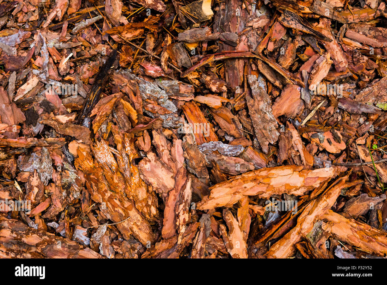 Rinde Stücke auf dem Boden liegend. Natur-Textur-Hintergrund. Rinde der Rinde eines Baumes Stockfoto