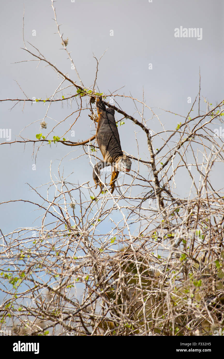 Galapagos Land Leguan (Conolophus subcristatus), der von einem Wüstenpflaumenbaum (Grabowskia boerhaaviaefolia) zum Futter hängt Stockfoto